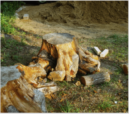 Stump Grinding - Unsightly and hazardous stumps become a thing of the past with our professional stump grinding services. We remove stumps quickly and efficiently, leaving your landscape clean and level. Stump Grinding - Unsightly and hazardous stumps become a thing of the past with our professional stump grinding services. We remove stumps quickly and efficiently, leaving your landscape clean and level.