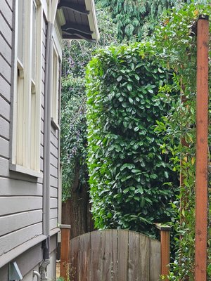 Shrubs, Hedges, and Bush Maintenance - Quality Performance Tree Service provides all the diagnosis and maintenance you need for your trees all year long. We provide tree diagnosis so that you have all the information you need to make the right decisions about how you want your trees to be serviced. From tree removals to tree trimming and other tree care services, you'll have trees for your outdoor property that look exactly the way you need them to. Visit us at Quality Performance Tree Service today and let us show you all the options and resources we provide for creating your dream yard.
We offer shrub, hedge, and bush pruning and removal if necessary.
Call us today for your free consultation! Shrubs, Hedges, and Bush Maintenance - Quality Performance Tree Service provides all the diagnosis and maintenance you need for your trees all year long. We provide tree diagnosis so that you have all the information you need to make the right decisions about how you want your trees to be serviced. From tree removals to tree trimming and other tree care services, you'll have trees for your outdoor property that look exactly the way you need them to. Visit us at Quality Performance Tree Service today and let us show you all the options and resources we provide for creating your dream yard.
We offer shrub, hedge, and bush pruning and removal if necessary.
Call us today for your free consultation!