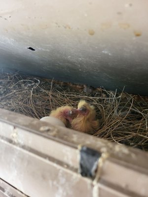 bird exclusion at state facility - Request for exclusionary work to prevents birds from nesting. the only problem was the nest was quite busy. had to install then leave gap for the little ones to get fed and eventually leave the nest. facility understood 100%