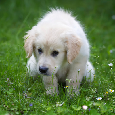 Stop the Accidents! Alpharetta’s Trusted Puppy Potty Training Experts - Tired of cleaning up accidents? Whether you're struggling with a new puppy who hasn't mastered potty training yet, an adult dog with persistent issues, or even a senior pet experiencing regression, Channeled Canine Coaching has the solution. Our certified trainers use positive reinforcement methods to create customized housebreaking plans that actually work. For puppies, we'll establish proper crate training techniques and set up a schedule that fits your life. For adult dogs, we address marking behavior, anxiety-related accidents, and help determine if medical issues might be contributing. Even senior dogs get specialized attention with age-appropriate solutions. Unlike generic approaches, we factor in your home environment, work schedule, and your dog's unique personality to develop a plan that delivers lasting results. Our methods focus on positive association and stress-free learning - no harsh corrections, just clear communication and proven techniques. Serving Alpharetta, Roswell, Milton, Cumming, Canton and extending throughout North Metro Atlanta, we're your local experts for transforming messy situations into reliable house manners. Ready for a home that's accident-free? Visit our website today to start your customized housebreaking program. www.channeledcaninecoaching.com