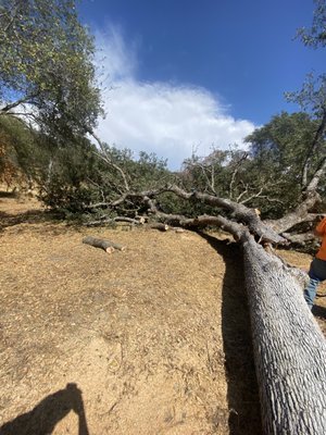 Dropped Tree - Tree leaning by home down and safe Dropped Tree - Tree leaning by home down and safe