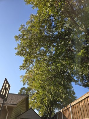 tree pruning - Our client contacted us to prepare their trees for winter, just as you can also contact us for a free estimate and avoid damage to your property and major expenses, we have experience and we have the best prices on the market.