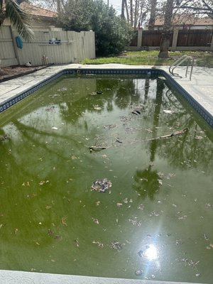 Green Pool Park Way - This pool just looks like a swamp monster will come out and attack us. The main thing about this pool is as we get warmer mosquitos will find this as their breeding ground. Green Pool Park Way - This pool just looks like a swamp monster will come out and attack us. The main thing about this pool is as we get warmer mosquitos will find this as their breeding ground.