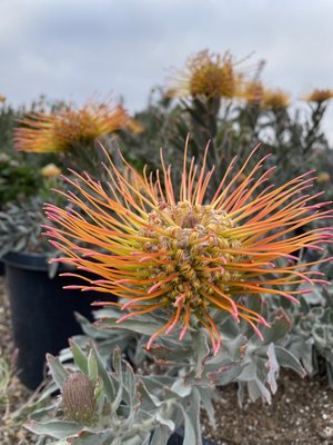 Plants and Succulents - Here are a variety of different types of plant materials we use on different Jobs.