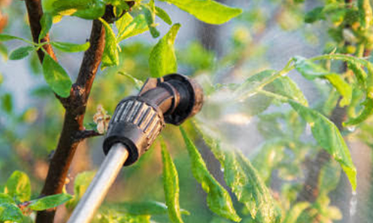 Tree & Shrub Care - Wasson Nursery offers a custom 5-step insecticide, fungicide and deep root feeding program that will help promote the health and vigor of your landscape investment. 

Optional services are available specifically for fruit trees and orchards. Pest-targeted treatments: Japanese Beetles, Bagworm, Emerald Ash Borer (EAB), Spider Mites and Scale. Restore the health and vigor of your trees and shrubs with dormant pruning.