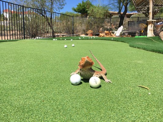 Putting Paradise ⛳️ - Turn your yard into your favorite place to practice and play! White Rhino Turf installs custom putting greens designed for fun, relaxation, and perfecting your short game — all from home.
Whether it's a small green or a full mini course, we’ve got you covered. Putting Paradise ⛳️ - Turn your yard into your favorite place to practice and play! White Rhino Turf installs custom putting greens designed for fun, relaxation, and perfecting your short game — all from home.
Whether it's a small green or a full mini course, we’ve got you covered.