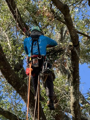 Oak Tree Limbs Removed Over Roof - Customer asked for tree limbs to be cut and cleaned up that were hanging above their roof. We got our tree climbing team up to carefully remove the necessary limbs without causing any damage to the roof, home, or property. Oak Tree Limbs Removed Over Roof - Customer asked for tree limbs to be cut and cleaned up that were hanging above their roof. We got our tree climbing team up to carefully remove the necessary limbs without causing any damage to the roof, home, or property.