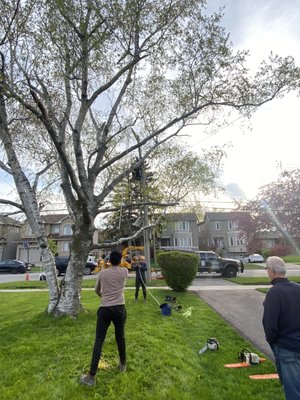 Resístalo hydro line clearing out branches - Process taking branches out from the hydro line wire high power avoid damage Resístalo hydro line clearing out branches - Process taking branches out from the hydro line wire high power avoid damage
