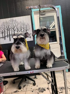 Doggie grooming by Faby and Diana 2021 - These are all groomings done this year 2021 by our most popular groomers Diana and Faby.