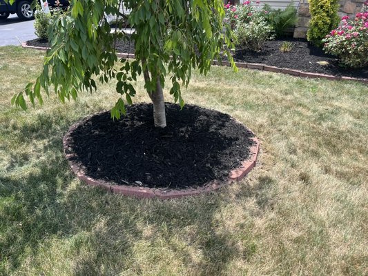 Yard clean up - Yard clean up with new mulch installed with some light tree trimming