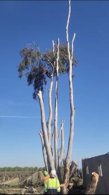 Removal of Eucalyptus Trees - Removing these eucalyptus trees was both challenging and satisfying. The client requested the removal; we left all the mulched material behind, and a neighbor took the wood. Ultimately, we completed the job in two days and parted on excellent terms with the client. We quoted a price per project rather than per tree, thereby ensuring a mutually beneficial outcome. If you have a similar project, please do not hesitate to call us—we are more than happy to assist you, and our quotes are free. Removal of Eucalyptus Trees - Removing these eucalyptus trees was both challenging and satisfying. The client requested the removal; we left all the mulched material behind, and a neighbor took the wood. Ultimately, we completed the job in two days and parted on excellent terms with the client. We quoted a price per project rather than per tree, thereby ensuring a mutually beneficial outcome. If you have a similar project, please do not hesitate to call us—we are more than happy to assist you, and our quotes are free.