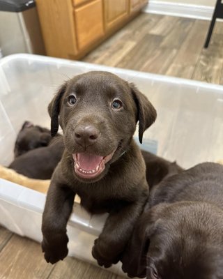 Chocolate Lab Puppies - Past Litters - Call or visit our site today! Chocolate Lab Puppies - Past Litters - Call or visit our site today!