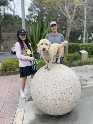 Confidence Building - Confidence is developed through success, not pressure. These sessions help dogs feel safe navigating new environments, surfaces, sounds, and situations so they can move through the world with stability instead of hesitation.