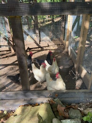 Chickens - Home grown egg laying chickens. We build chicken coups and runs. We can help teach you how to have your own chickens.