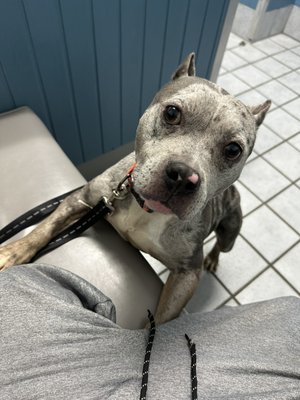 Tiki available - Female American bully. She was an owner surrender. We took her for her first check up and was treated for a uti. After two weeks of antibiotics and still no improvements we did an x-ray. We then found out she had bladder stones!! Since then she has had her surgery and is recovering nicely:) she will need a special dog food to keep her healthy and to prevent that from ever happening again. If you’re interested in tiki please book a virtual consultation with us here at Slimz Bullyz Sanctuary or text or call ( leave a message) and we’ll get back to you asap thank you !