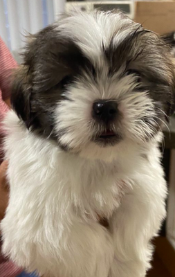 Shih Tzu - Photos of Shitzus. Call for more Information