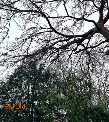 Removing Mulberry branches off of a cedar hedge. - This was a quick pruning job that granted us our first review! The Mulberry branches have been heavily intertwined with the neighbouring cedar hedges for almost a decade. We carefully untangled and rigged down the material, removing all the wood with the help of our brush chipper.