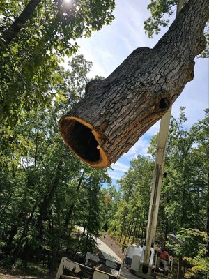 Tree Removal - We are so glad this customer called us when they did - Talk about scary! Tree Removal - We are so glad this customer called us when they did - Talk about scary!