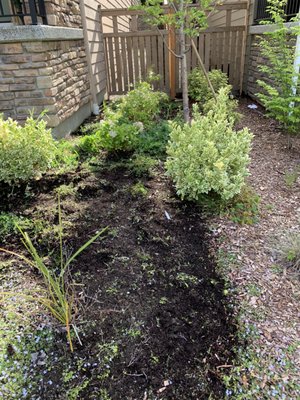 Weed cleaning and replacing small pine trees - weeds were out of control around the hunt Weed cleaning and replacing small pine trees - weeds were out of control around the hunt
