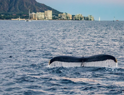Private Whale Watching Tours (Experience Added to Private Charter) - Captain Jason has been running whale watches for nearly a decade in both Hawai’i and Alaska. He is also in regular contact with many of the other captains in Waikiki discussing the location of both whales and dolphins. We don’t offer a whale guarantee, but if they are anywhere in the area, we will find them. Of course, we will keep our eyes peeled for spinner dolphins, green sea turtles and even Hawaiian monk seals along the way. Private Whale Watching Tours (Experience Added to Private Charter) - Captain Jason has been running whale watches for nearly a decade in both Hawai’i and Alaska. He is also in regular contact with many of the other captains in Waikiki discussing the location of both whales and dolphins. We don’t offer a whale guarantee, but if they are anywhere in the area, we will find them. Of course, we will keep our eyes peeled for spinner dolphins, green sea turtles and even Hawaiian monk seals along the way.