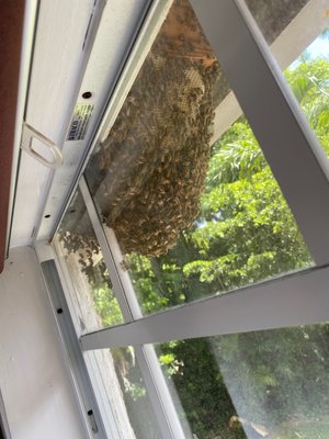 same day bee removal service - When we got called to this bee service we did not expect to see such a huge hive! This home was vacant for over 3 years and had 2 other hives on the opposite side of the house! Client called us and said they needed them removed immediately as they just purchased the home in Miami Beach. 35 minutes later we arrived and removed the bees while we were on site. we came back to follow up the next day and no bees were in the property as the client was able to move in with no problems. call us for a free inspection and quote and we can do the same for you! same day bee removal service - When we got called to this bee service we did not expect to see such a huge hive! This home was vacant for over 3 years and had 2 other hives on the opposite side of the house! Client called us and said they needed them removed immediately as they just purchased the home in Miami Beach. 35 minutes later we arrived and removed the bees while we were on site. we came back to follow up the next day and no bees were in the property as the client was able to move in with no problems. call us for a free inspection and quote and we can do the same for you!