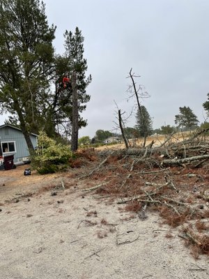 Tree removals & Land Clearing - This tree die and had potential to hit cars and house remember once a tree die the only thing to do is remove it before it loose his strange. Call us today for a free consultation Tree removals & Land Clearing - This tree die and had potential to hit cars and house remember once a tree die the only thing to do is remove it before it loose his strange. Call us today for a free consultation