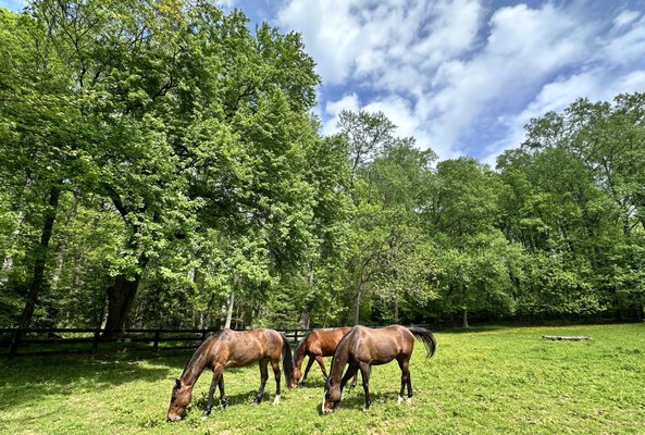 Equine assisted therapy - We offer peaceful nature-based and equine assisted therapy sessions that allow us to slow down and nurture our nervous system. Pay attention to all the ways we have been coping with demands of modern life by disconnecting from our bodies, our emotions and our spirit. If you are exploring a better connection with yourself, your body, your spirit on this land we walk on, and with the magnificent teachers like the horses and nature. Equine assisted therapy - We offer peaceful nature-based and equine assisted therapy sessions that allow us to slow down and nurture our nervous system. Pay attention to all the ways we have been coping with demands of modern life by disconnecting from our bodies, our emotions and our spirit. If you are exploring a better connection with yourself, your body, your spirit on this land we walk on, and with the magnificent teachers like the horses and nature.
