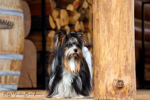 Show Champion Jack Daniels - Jack Daniels is fully health tested via DNA with Embark. Eyes and Patellas are OFA certified. 
Please visit our website to review health test results for all ROcky Mountain Biewer Terriers.
