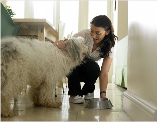 Attention Vacation Goers, Business Travelers, and Weekend Warriors: - Our vacation care options are designed to keep your pet safe and happy in their home environment.  Visits  include affection, socializing, walking/exercise and are customized to suit your pet’s specific needs.  We will gladly pick up your mail and water plants during house sits while keeping your pet entertained and active while you are away.  One on one time with loads of attention, belly rubs and personalized care!