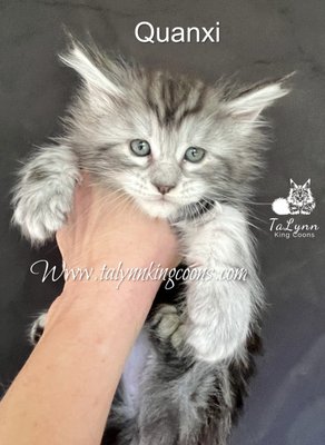 Quanxi Maine Coon $3,000 - About Quanxi- Available $3,000.00
- Female - Mother Angel born March 19th
- Black Silver
All kittens require a $500.00 deposit. The preferred payment options are Zelle and Cash App.
Delivery Options:
Contact me for delivery references.
All kittens will receive the following:
Deworm with Safeguard at 8 weeks of age
Vaccinated with Few-O-Vax PCT + CaliciVax at 8 and 12 weeks ( A quality vaccine that protects against feline rhinotracheitis, feline panleukopenia virus, and feline calicivirus). Protects cats against the most threatening viral infections—calicivirus, herpes virus, and the deadly feline parvovirus, panleukopenia.
A wellness check with a licensed veterinarian.
Microchipped
We use Revolution Topical for flea, heartworm, hookworms, roundworms, and ear mites Protection and prevention with all of our cats. Kittens receive Revolution at 8 & 12 weeks of age and will be protected for a full month. Please follow up with your vet to keep a supply for your new baby. Virginia Maine Coon
Registration:
YOU WILL RECEIVE A TICA REGISTRATION SLIP ONCE YOU SHOW PROOF OF SPAY OR NEUTER.
Kittens are ready to leave at 12 weeks.
Kittens are raised underfoot and made a part of our everyday lives to ensure a smoother transition into your home. They are never caged nor are their parents.
All kittens will come with a carrier, toy bag, small bag of current food and all medical records and registration paperwork. Quanxi Maine Coon $3,000 - About Quanxi- Available $3,000.00
- Female - Mother Angel born March 19th
- Black Silver
All kittens require a $500.00 deposit. The preferred payment options are Zelle and Cash App.
Delivery Options:
Contact me for delivery references.
All kittens will receive the following:
Deworm with Safeguard at 8 weeks of age
Vaccinated with Few-O-Vax PCT + CaliciVax at 8 and 12 weeks ( A quality vaccine that protects against feline rhinotracheitis, feline panleukopenia virus, and feline calicivirus). Protects cats against the most threatening viral infections—calicivirus, herpes virus, and the deadly feline parvovirus, panleukopenia.
A wellness check with a licensed veterinarian.
Microchipped
We use Revolution Topical for flea, heartworm, hookworms, roundworms, and ear mites Protection and prevention with all of our cats. Kittens receive Revolution at 8 & 12 weeks of age and will be protected for a full month. Please follow up with your vet to keep a supply for your new baby. Virginia Maine Coon
Registration:
YOU WILL RECEIVE A TICA REGISTRATION SLIP ONCE YOU SHOW PROOF OF SPAY OR NEUTER.
Kittens are ready to leave at 12 weeks.
Kittens are raised underfoot and made a part of our everyday lives to ensure a smoother transition into your home. They are never caged nor are their parents.
All kittens will come with a carrier, toy bag, small bag of current food and all medical records and registration paperwork.
