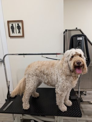 Full Groom - Dottie got a beautiful glow up Full Groom - Dottie got a beautiful glow up