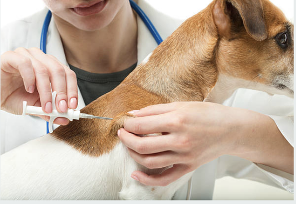 Pet Microchipping - Advanced Veterinary Medical Center wants to encourage you to consider microchipping your pet, even if they live entirely indoors–because even indoor pets can escape and become lost. Unlike collars and tags, microchips can’t fall off and they serve as permanent identification for a pet’s entire life. Microchips are also rated for 25 years, meaning they never need to be removed or recharged during your pet’s lifetime.
Microchipping a pet is simple, relatively painless and very affordable. Once implanted, authorities only need to scan the chip to locate your information. But remember: a microchip is only useful if your contact information is updated.
Advanced Veterinary Medical Center believes microchipping is the safest, most effective method of pet recovery available, helping reunite more than 15,000 lost pets to their owners every month. To get your pet “chipped”, request an appointment online or call us at 408-956-8061. Pet Microchipping - Advanced Veterinary Medical Center wants to encourage you to consider microchipping your pet, even if they live entirely indoors–because even indoor pets can escape and become lost. Unlike collars and tags, microchips can’t fall off and they serve as permanent identification for a pet’s entire life. Microchips are also rated for 25 years, meaning they never need to be removed or recharged during your pet’s lifetime.
Microchipping a pet is simple, relatively painless and very affordable. Once implanted, authorities only need to scan the chip to locate your information. But remember: a microchip is only useful if your contact information is updated.
Advanced Veterinary Medical Center believes microchipping is the safest, most effective method of pet recovery available, helping reunite more than 15,000 lost pets to their owners every month. To get your pet “chipped”, request an appointment online or call us at 408-956-8061.