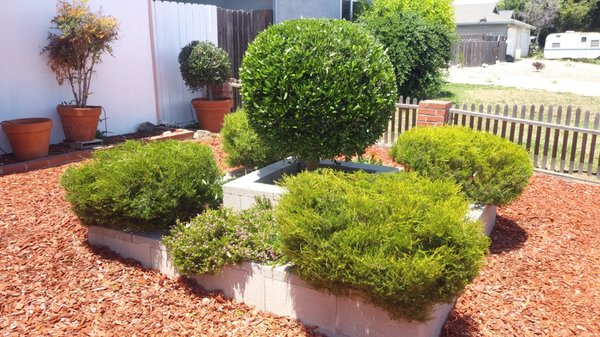 Trimming & Pruning - Trimming or pruning bushes and trees is a tedious though a necessary part of landscape maintenance. If done correctly, it will help to encourage growth and prevent the weakening of plants and branches. Every year, however, people set out, trimmers in hand and end up damaging their plants or worse themselves.

Expertise is especially important when it comes to tree trimming. Without the right training, it could easily cause damage to the tree or your property. “Topping” a tree is a common mistake that involves cutting an unnecessary amount off a particular area of the tree. This leaves tree growth looking disproportionate and is sometimes impossible to fix. Trimming a tree also makes it more susceptible to weakening from pests or disease. We are trained at identifying weakened or diseased trees that may be at risk of falling.

A final benefit of professional tree trimming is the benefit of having us handle any heavy or awkward tree branches. Heavy winds or snowfall increases the likelihood that untrimmed branches will fall. Our trained team is knowledgeable on how to best remove them safely from your property before any personal or property damage occurs.

As professional landscapers, we recognize the varied ways plants need to be pruned or trimmed. Did you know, for example, that peach trees specifically require a V-shape pruning? Most trees and shrubs should of course be pruned in early spring, but not all. Some require that pruning take place later after they have flowered. It takes expert knowledge to know when and how to prune so that your plants will stay healthy and strong year after year.
