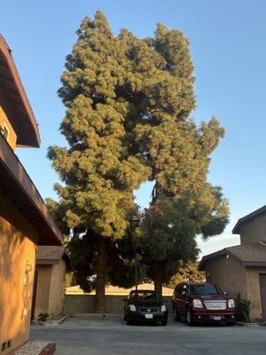 Tree Removal - HOA had contacted us to remove two large trees. They stated the roots were growing into the water meter causing issues.  We were out there the next day and got both of them removed.