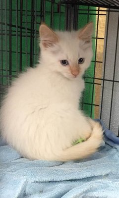 Pet Groomer - We not only groom dogs, but we also groom your cats as well as bunnies <3 Pet Groomer - We not only groom dogs, but we also groom your cats as well as bunnies <3