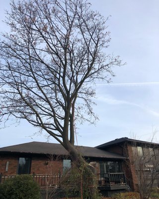 Tree Removal - Some photos of just a couple of removals that we have done over the past couple months Tree Removal - Some photos of just a couple of removals that we have done over the past couple months