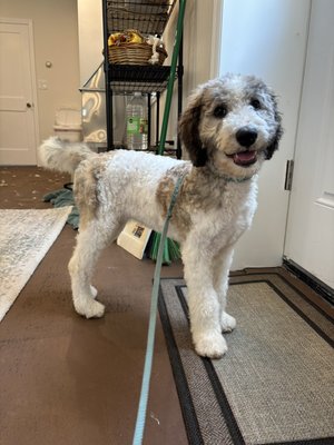 Sheepadoodle Groom - Sheepadoodle Groom Sheepadoodle Groom - Sheepadoodle Groom