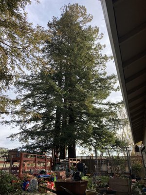 Redwood Tree Removal Project - Removal of (3) 100+ft Redwood trees located in a very tight location in a residential back yard. No damage was done to the fence, deck or property during removal. Redwood Tree Removal Project - Removal of (3) 100+ft Redwood trees located in a very tight location in a residential back yard. No damage was done to the fence, deck or property during removal.