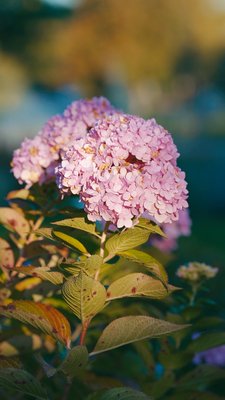 Tree & Shrub Health - Protect and enhance the beauty and health of your trees and shrubs with our expert tree and shrub program in Nashville, TN.