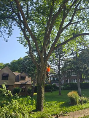 Thinning out a Locust tree. - This is a locust tree.We thinned out for a lovely couple. Thinning out a Locust tree. - This is a locust tree.We thinned out for a lovely couple.