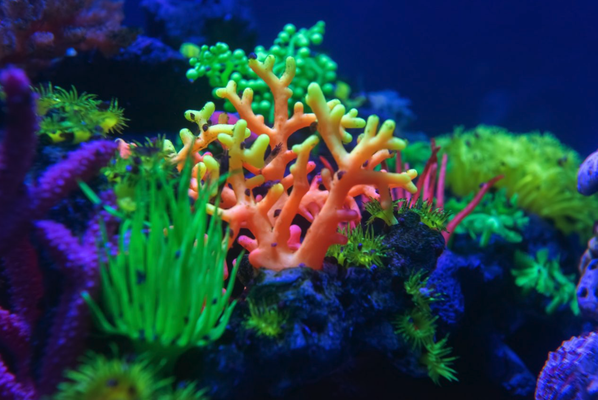Coral - Meeting All Your Saltwater Aquarium needs in the Jackson Metro Area. Offering top quality products and livestock, we have quickly been able to provide hundreds of hobbyists with what they need to achieve their aquarium goals, as well as build, design, and maintain custom aquariums of all shapes, sizes, and styles. Coral - Meeting All Your Saltwater Aquarium needs in the Jackson Metro Area. Offering top quality products and livestock, we have quickly been able to provide hundreds of hobbyists with what they need to achieve their aquarium goals, as well as build, design, and maintain custom aquariums of all shapes, sizes, and styles.
