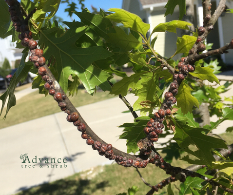 Insect Disease Management - Trees and shrubs attract a wide variety of pests and diseases that cause harm to the growth and health of these plants. Our Insect & Disease Management (IDM) program addresses your specific issues using the most effective treatment available. Insect Disease Management - Trees and shrubs attract a wide variety of pests and diseases that cause harm to the growth and health of these plants. Our Insect & Disease Management (IDM) program addresses your specific issues using the most effective treatment available.