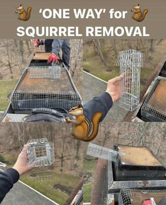 🐿️ Nest Removal - Spring time =‘s Squirrel time. 🐿️ Nest Removal - Spring time =‘s Squirrel time.