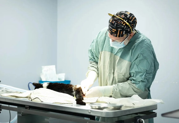 Low Cost Hospital services - Over many years, our expert veterinary team has performed 50,000+ surgeries, each backed by the depth of our experience, and warmth of our compassion.  
Dental health plays an important role in your pet’s overall quality of life. At the HBSPCA Companion Animal Hospital, our dental services focus on early intervention - helping to prevent pain, infection, and more serious health concerns before they develop. Through professional cleanings, assessments, and treatment planning, our team provides accessible care designed to keep pets healthy and supported at every stage.