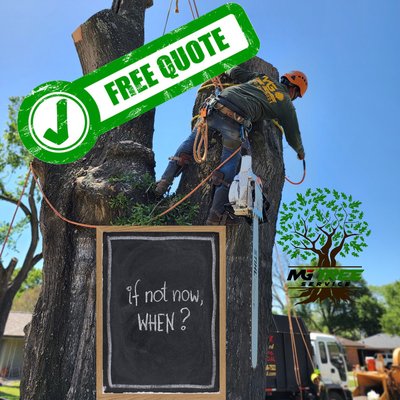 Hazardous tree removal by: Mg tree service - 100 Plus year old oak tree removal in Houston, By Mg tree service. Hazardous tree removal by: Mg tree service - 100 Plus year old oak tree removal in Houston, By Mg tree service.