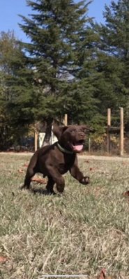 Dog Trainer - Dog Trainer Dog Trainer - Dog Trainer