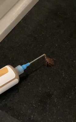 German Roach Infestation - German cockroaches are a nuisance and they are dirty. Many people ask us how long it takes to get rid of a German cockroach infestation after the first treatment. The answer is rarely simple and often depends on the type of products used to treat, but there are some guidelines that can be used to determine how long it will take to see results.
Generally when using a professional roach bait in sufficient quantities to feed the size of the infestation, you will notice a decline in the population within 3 to 4 days. If the bait is continually available in sufficient quantities to the roaches during the entirety of the treatment process, a high percentage of the roaches will be gone by day 14. German Roach Infestation - German cockroaches are a nuisance and they are dirty. Many people ask us how long it takes to get rid of a German cockroach infestation after the first treatment. The answer is rarely simple and often depends on the type of products used to treat, but there are some guidelines that can be used to determine how long it will take to see results.
Generally when using a professional roach bait in sufficient quantities to feed the size of the infestation, you will notice a decline in the population within 3 to 4 days. If the bait is continually available in sufficient quantities to the roaches during the entirety of the treatment process, a high percentage of the roaches will be gone by day 14.