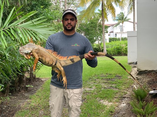 Iguana removal in Miami, FL - We Delivered Results for a Client in Coral Gables. When a client had persistent issues with an iguana using their pool as a restroom, they made the right move by calling us. Our professional team swiftly and safely removed the intruding iguana, providing a clean and peaceful environment. Trust Humane Iguana Control for effective iguana removal services that deliver real results. Iguana removal in Miami, FL - We Delivered Results for a Client in Coral Gables. When a client had persistent issues with an iguana using their pool as a restroom, they made the right move by calling us. Our professional team swiftly and safely removed the intruding iguana, providing a clean and peaceful environment. Trust Humane Iguana Control for effective iguana removal services that deliver real results.