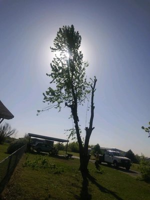 tree removal - when the tree needs to be cut down we show up and make it disappear.