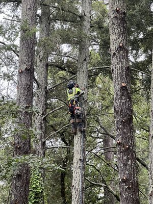 Sonoma County Tree Care - Lemur Tree Aid has been working with apartments around Santa Rosa City and Sebastopol to help residents stay in compliance with insurance policies. Sonoma County Tree Care - Lemur Tree Aid has been working with apartments around Santa Rosa City and Sebastopol to help residents stay in compliance with insurance policies.